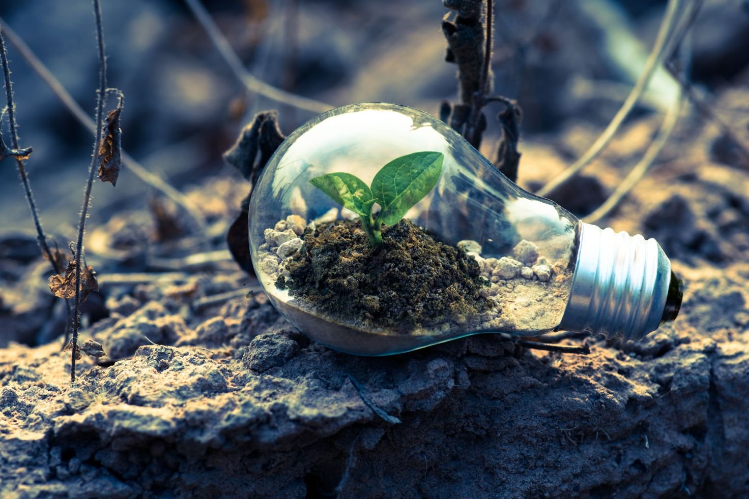 Empowering UAE Businesses Toward a Sustainable Future